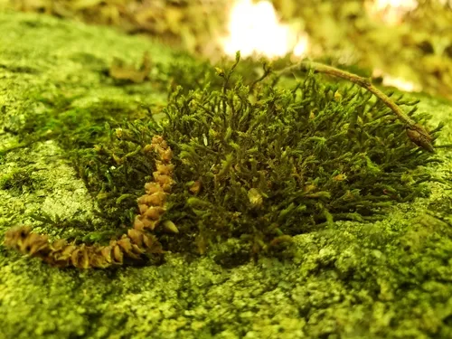 Green Hoar-moss