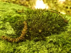 Green Hoar-moss thumbnail 1