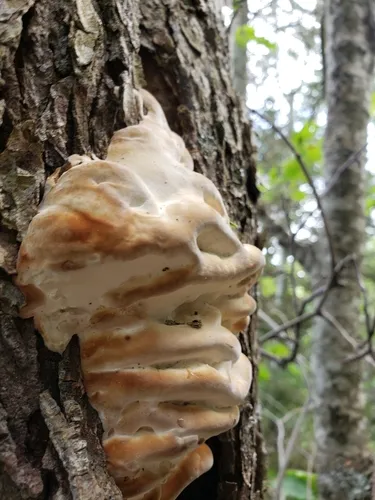 Fomitopsis durescens