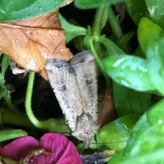Red-backed Cutworm Moth thumbnail 3