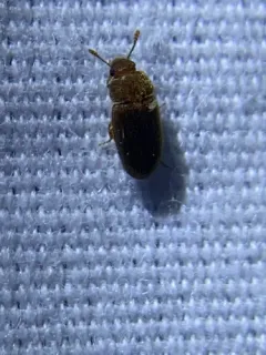 Hairy Fungus Beetle thumbnail 4