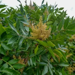 shining sumac thumbnail 4