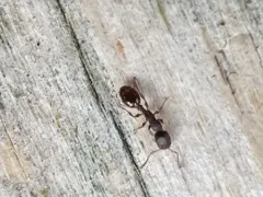 Northern Thin Ant thumbnail 4