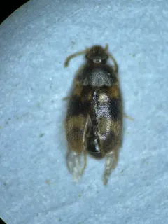 Litargus balteatus thumbnail 3