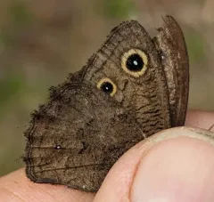 Cercyonis silvestris thumbnail 2