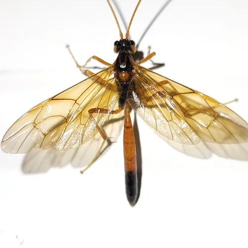 Opheltes glaucopterus