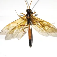 Opheltes glaucopterus thumbnail 1