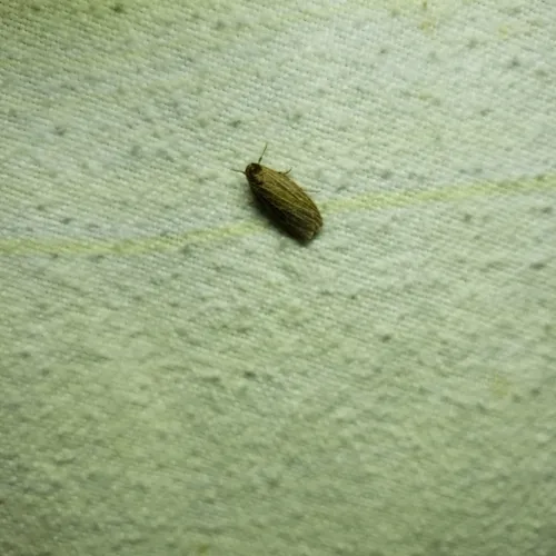 Pale Lichen Moth