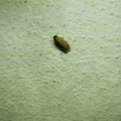Pale Lichen Moth thumbnail 1