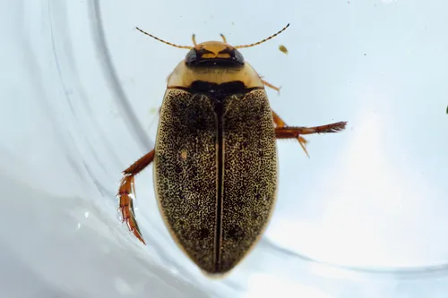 Rhantus wallisi