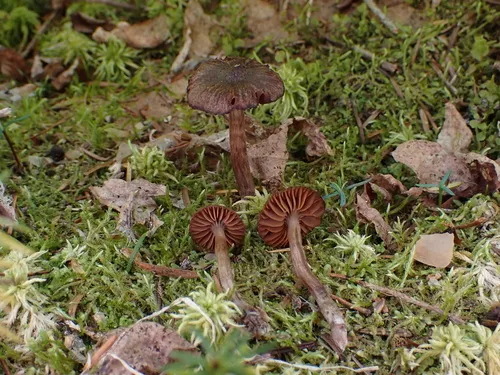 Cortinarius carabus