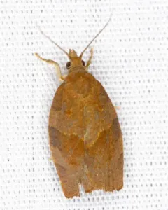 Dark Fruit-tree Tortrix thumbnail 3