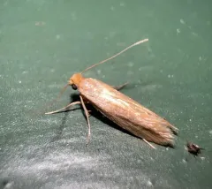 Webbing Clothes Moth thumbnail 4