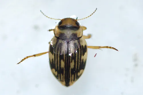 Nebrioporus macronychus