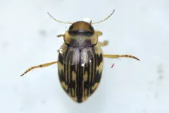Nebrioporus macronychus thumbnail 1