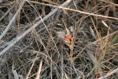 Drasteria hastingsii thumbnail 4