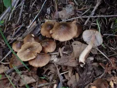 Inocybe bufonia thumbnail 1