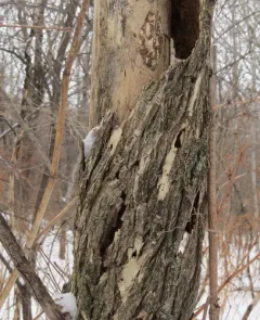Dutch elm disease thumbnail 3