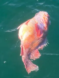 Shortraker Rockfish thumbnail 3