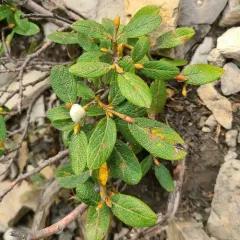 Rock Willow thumbnail 4