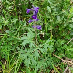 Sierra larkspur thumbnail 2