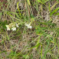 Parry's Campion thumbnail 4