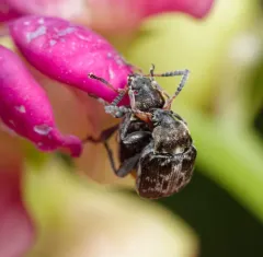 Bruchus affinis thumbnail 2