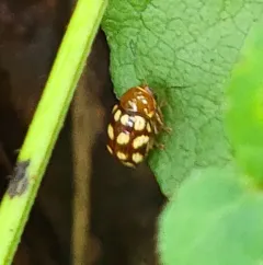 Fourteen-spotted Leaf Beetle thumbnail 1