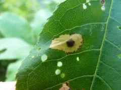 Unspotted Tentiform Leafminer Moth thumbnail 3