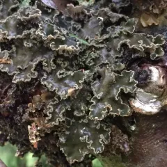 tree pelt lichen thumbnail 4