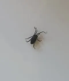 Trogulus tricarinatus thumbnail 4