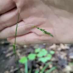 drooping woodland sedge thumbnail 2
