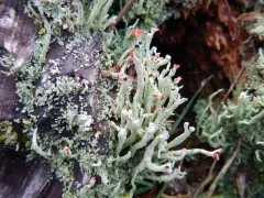 Cladonia transcendens thumbnail 1