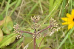 Great Stonecrop thumbnail 2
