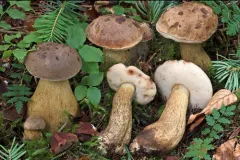 Bitter Bolete thumbnail 2