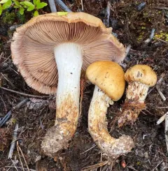 girdled webcap thumbnail 3