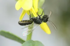 Occidental Sweat Bee thumbnail 2