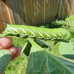 Five-spotted Hawk Moth thumbnail 2