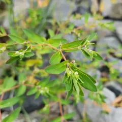 nodding spurge thumbnail 3