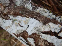 Smooth Saucer Lichen thumbnail 4