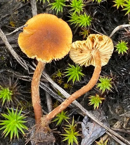 Flammulaster limulatus