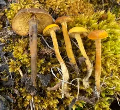 Calocybe naucoria thumbnail 2