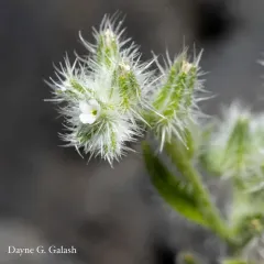 wilkes' cryptantha thumbnail 3