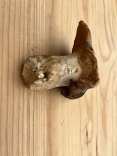 Russula mustelina thumbnail 2