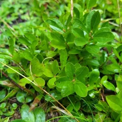 dwarf bilberry thumbnail 2