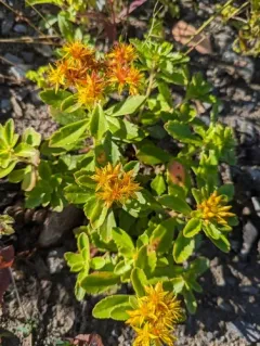 Kamchatka Stonecrop thumbnail 4