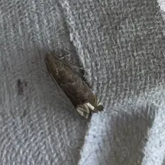 Ragweed Borer Moth thumbnail 4