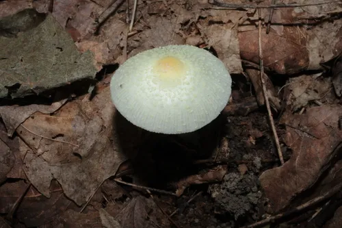 Leucocoprinus flavescens