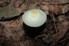 Leucocoprinus flavescens thumbnail 1