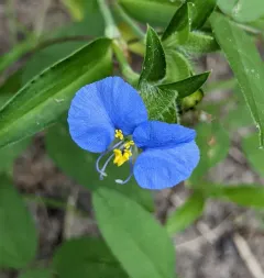 whitemouth dayflower thumbnail 4